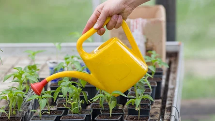 Kwiecień to czas na przygotowanie rozsad i sadzenie kwiatów i warzyw do gruntu. Te gatunki poradzą sobie z niskimi temperaturami