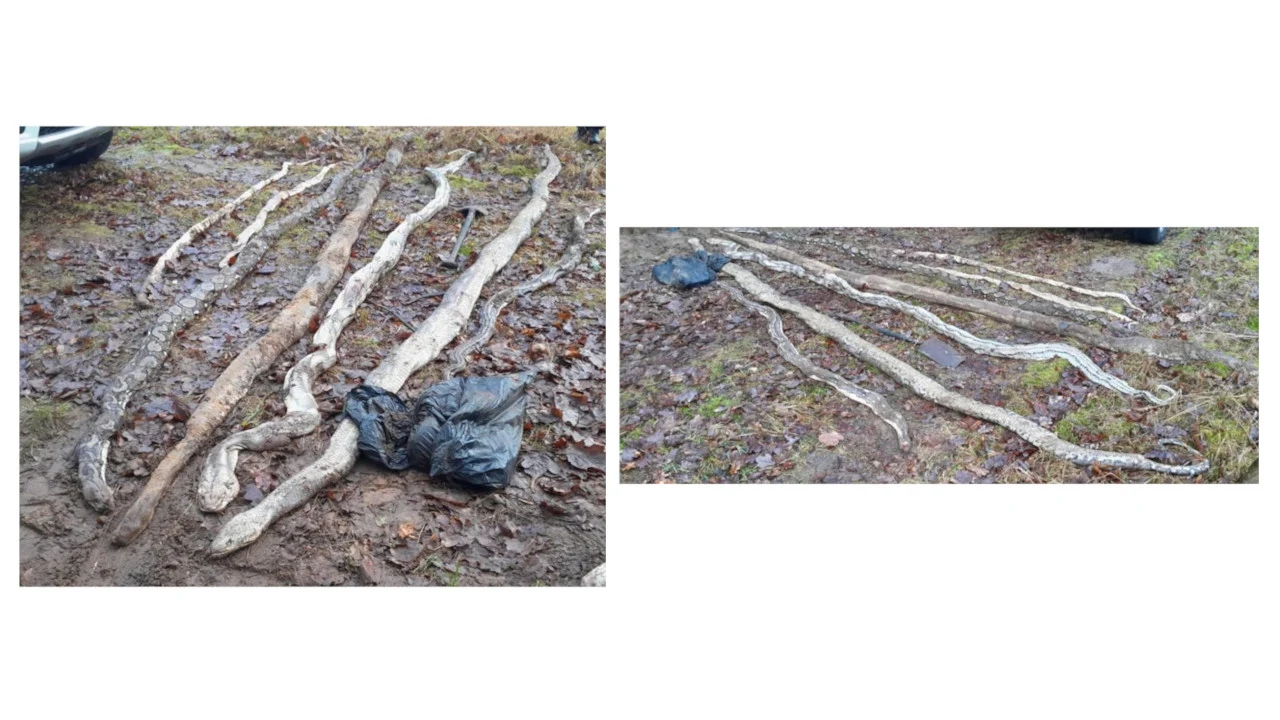 Policyjny biegły wskazał, że przyczyną śmierci węży było uduszenie. Śledczy proszą o kontakt wszystkie osoby, które mogą mieć informacje o właścicielu gadów