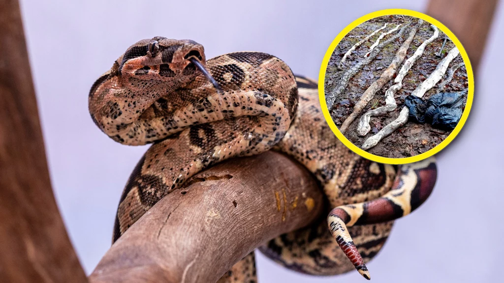 W Tarnowie Podgórnym pod Poznaniem znaleziono osiem martwych węży z gatunku pyton i boa. Były zakopane w lesie i zawinięte w worek foliowy 