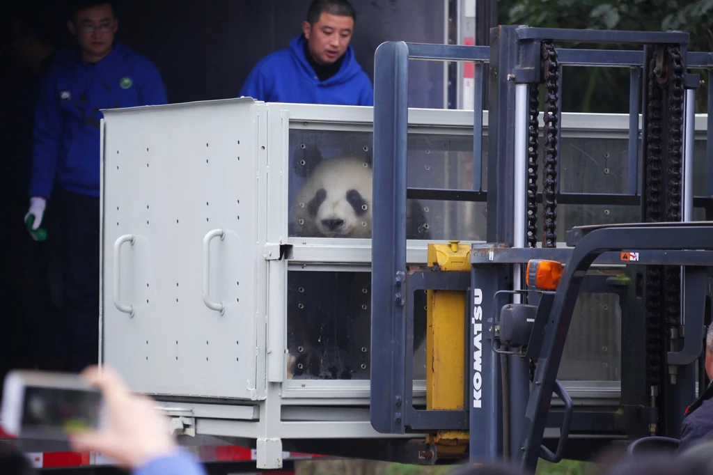 W 2018 r. z Chin do Finlandii trafiła para pand wielkich. Jest jednak ryzyko, że z powodu kłopotów finansowych zoo będzie musiało zwrócić zwierzęta