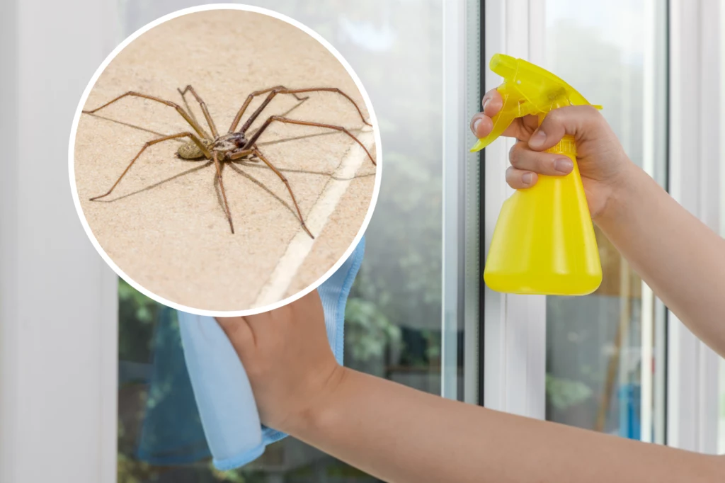 Odstraszającą mieszanką na pająki wystarczy spryskać framugi okien oraz drzwi