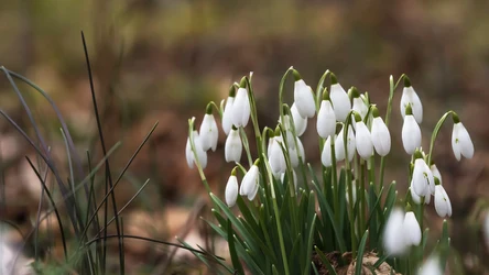 W lutym jest jeszcze chłodno, ale można już planować pierwsze prace w ogrodzie.