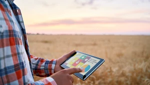 Ceny pszenicy na krajowym rynku pozostają niskie. Zdjęcie ilustracyjne