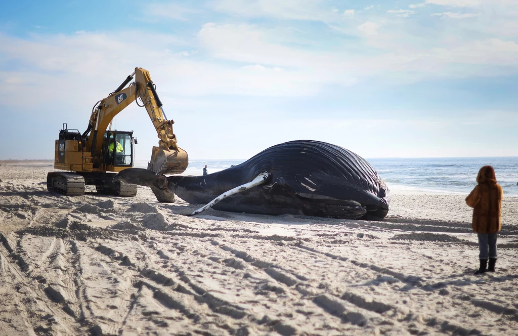 W poniedziałek rano ocean wyrzucił na brzeg w stanie Nowy Jork ponad 10-metrowego wieloryba. Martwy humbak to kolejny taki przypadek w tym miesiącu