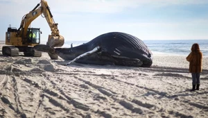 Nowy Jork. Ocean wyrzucił na plażę 10-metrowego martwego humbaka