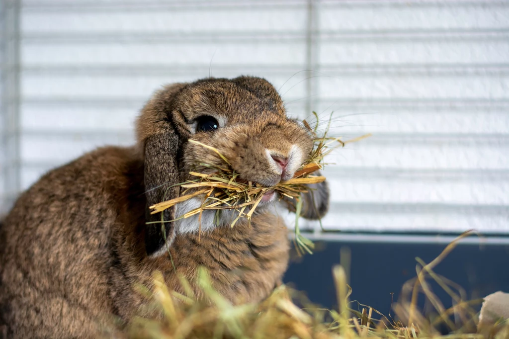 Odpowiednie żywienie królików sprawia, że są zdrowe przez całe życie