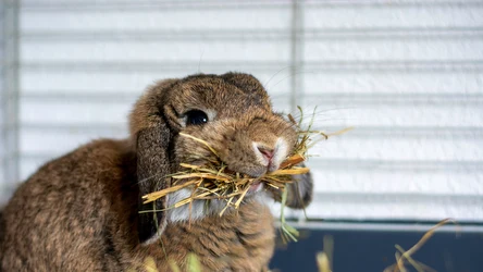 Mężczyzna, który zabił dwa króliki i ich zwłoki wyrzucił do śmietnika został skazany na 4 miesiące bezwględnego więzienia