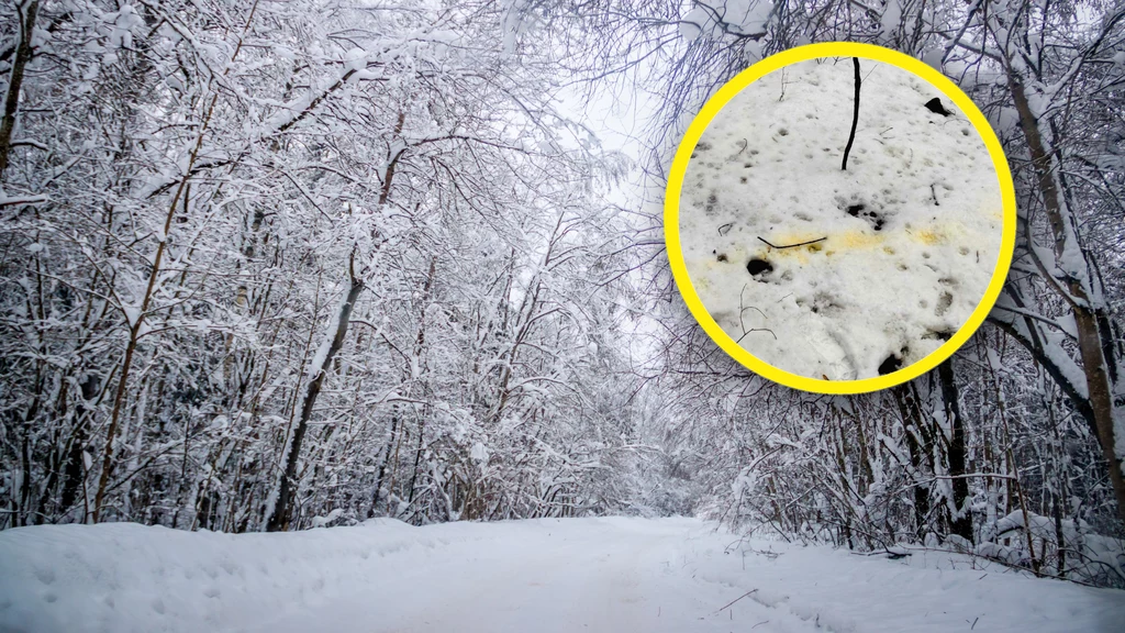 Większość z nas doskonale wie o tym, że żółty śnieg lepiej omijać z daleka. Ale leśnicy z Lasów Państwowych zwracają uwagę, że żółte plamy na śniegu mogą mieć też inną, naturalną przyczynę. Chodzi o garbniki znajdujące się w korze drzew 
