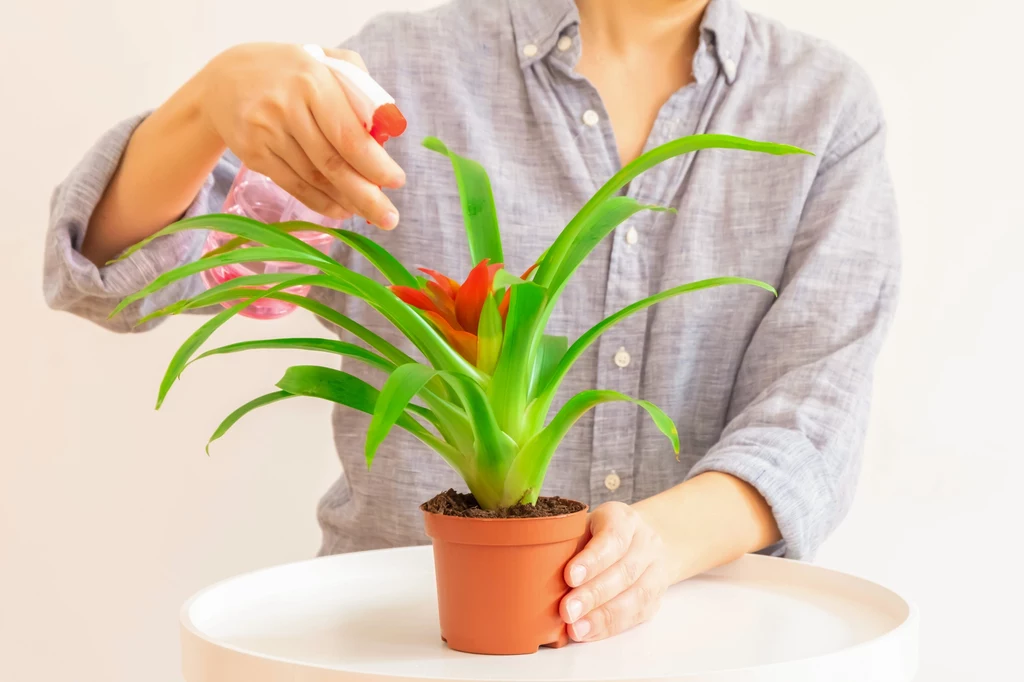 Podlewając bromelię, wlewajmy wodę bezpośrednio do rozety liści. Roślinę można też zraszać.