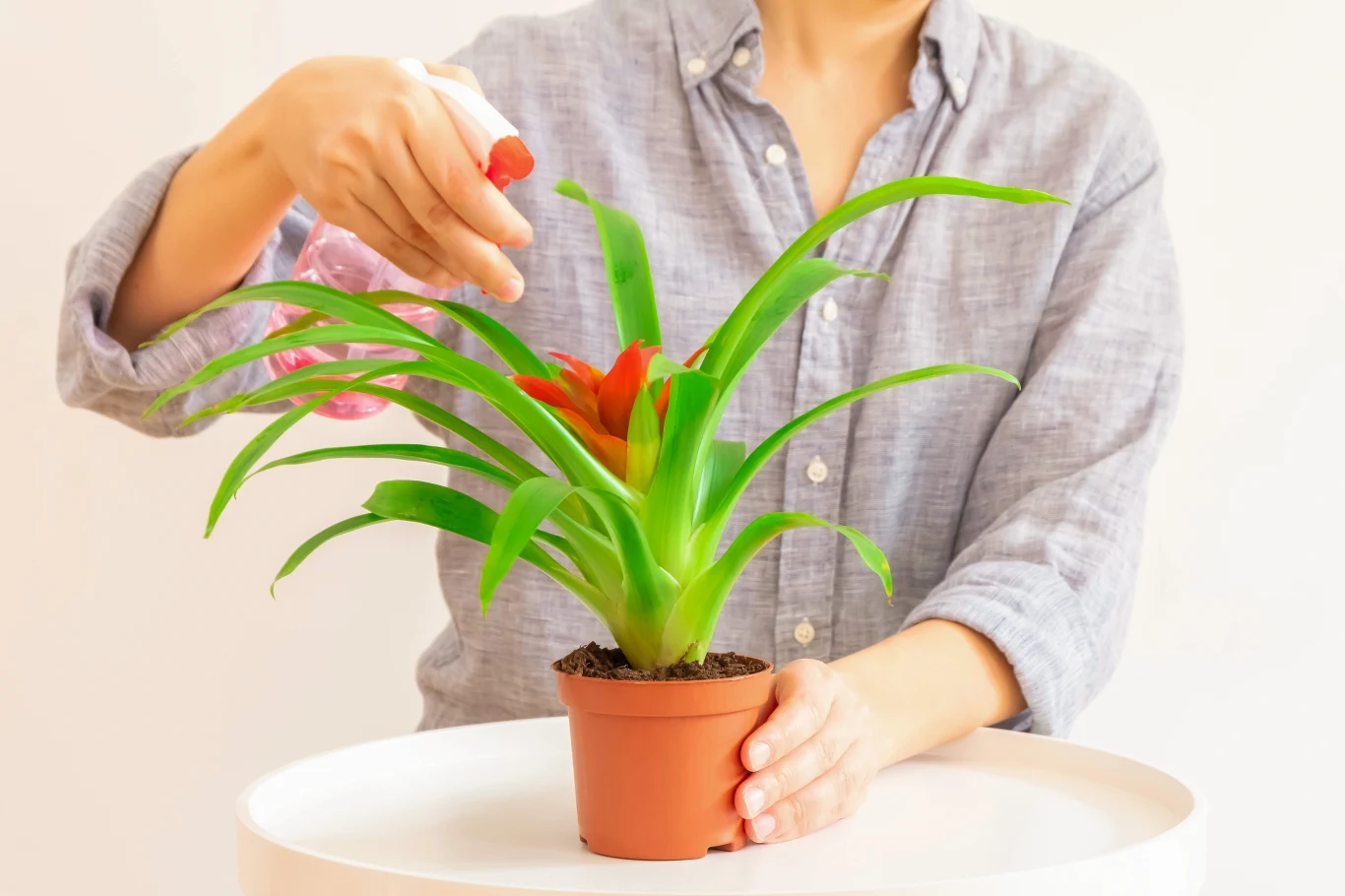 Podlewając bromelię, wlewajmy wodę bezpośrednio do rozety liści. Roślinę można też zraszać. Podlewając bromelię, wlewajmy wodę bezpośrednio do rozety liści. Roślinę można też zraszać.