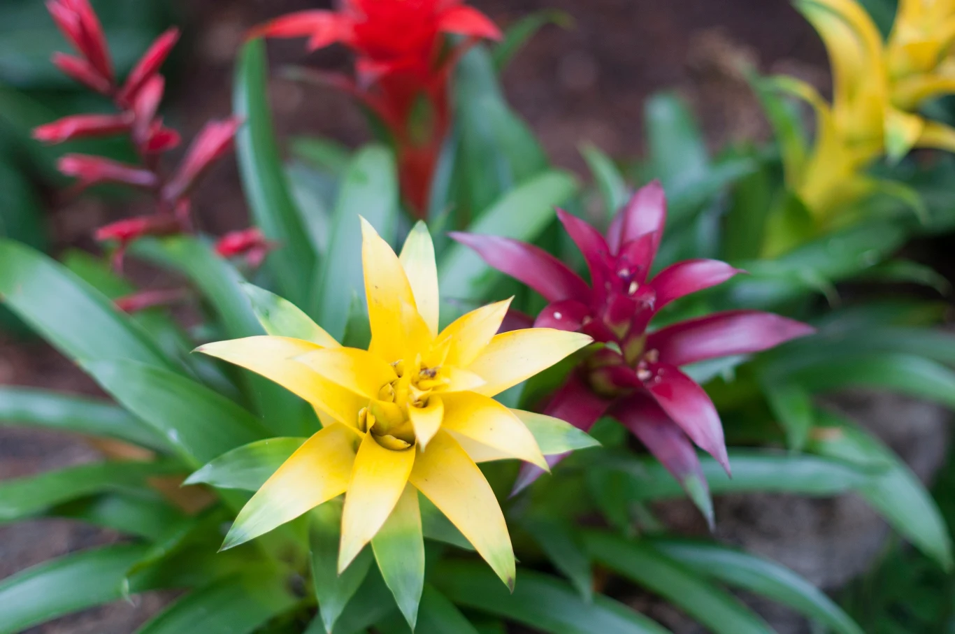 Bromelia kwitnie od 3 do 6 miesięcy. Bromelia kwitnie od 3 do 6 miesięcy.