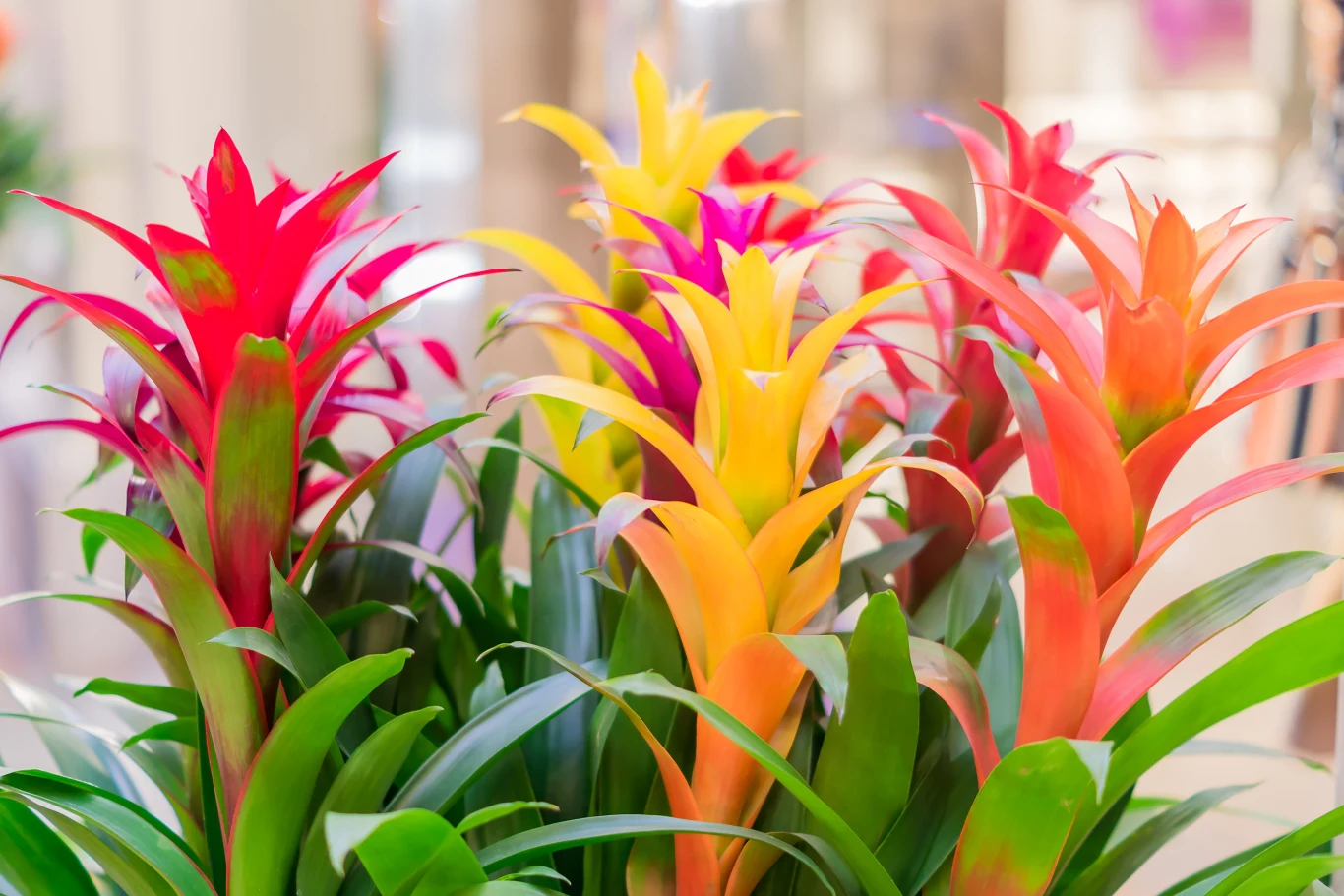 Bromelia to popularna roślina doniczkowa. Jak pielęgnować bromelię i co zrobić, aby zakwitła? Bromelia to popularna roślina doniczkowa. Jak pielęgnować bromelię i co zrobić, aby zakwitła?