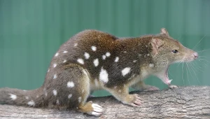 Samce niełazów charakteryzują się silnym popędem
