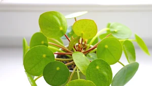 Pieniążek pięknie dekoruje niewielkie mieszkania