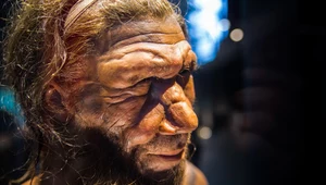 Nowe badania ujawniają, że neandertalczycy przechowywali czaszki zwierząt