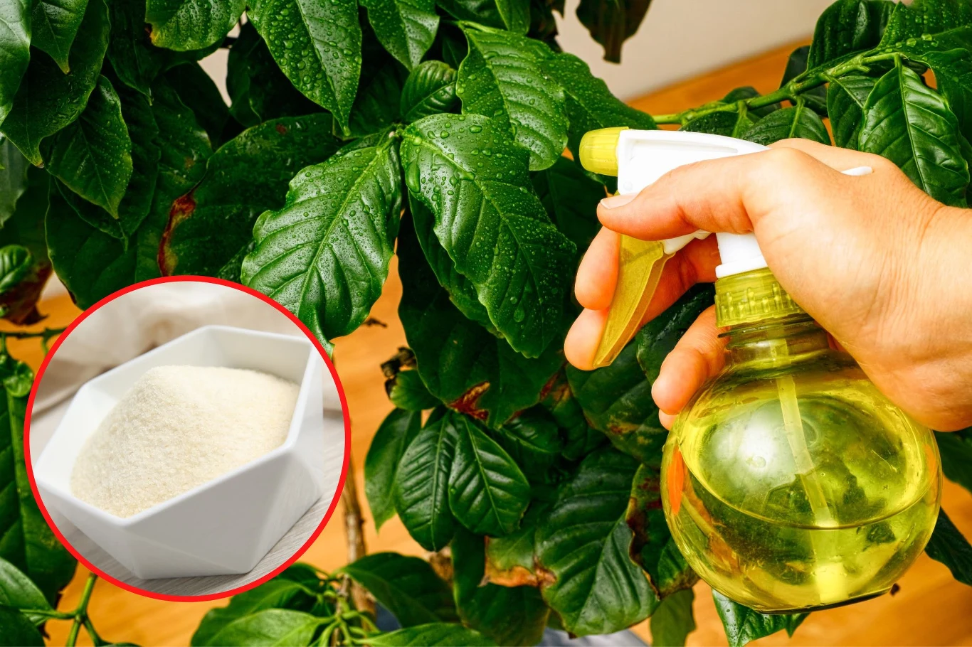 Domowy nawóz z żelatyny jest ekspresowy w wykonaniu