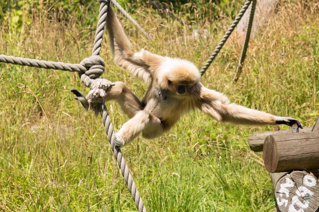 Gibon białoręki wyginął w Chinach, ale żyje m.in. w ogrodach zoologicznych