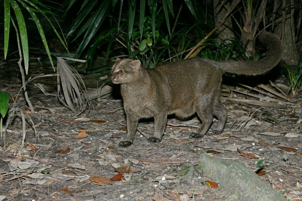 Jaguarundi amerykański wymarł w USA
