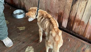 Pies ze schroniska w Posadówku  