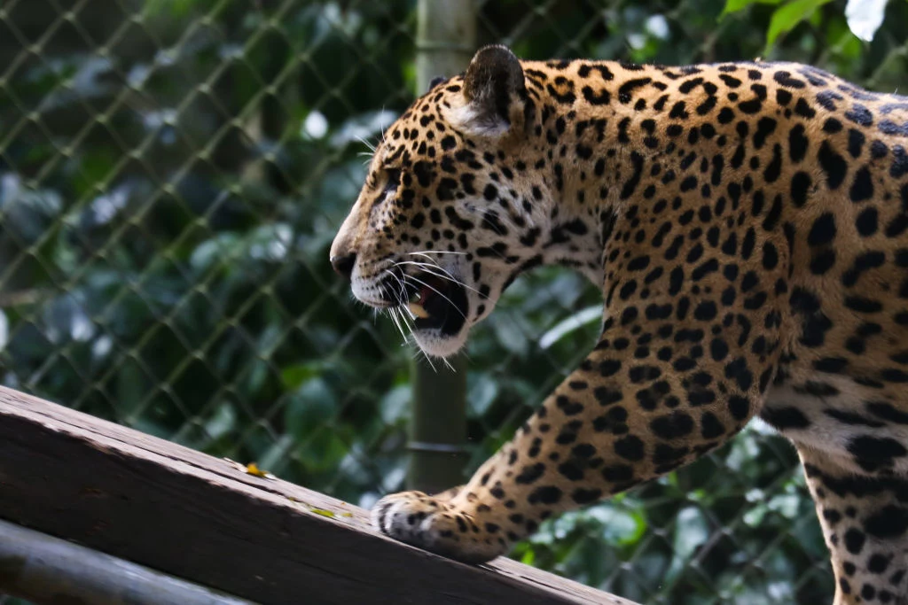 Drugą najczęściej sprzedawaną częścią jaguara były skóry
