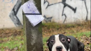 Pies przywiązany do słupa na terenie Kalisza 