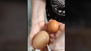 Film z jajkiem gigantem stał się hitem internetu