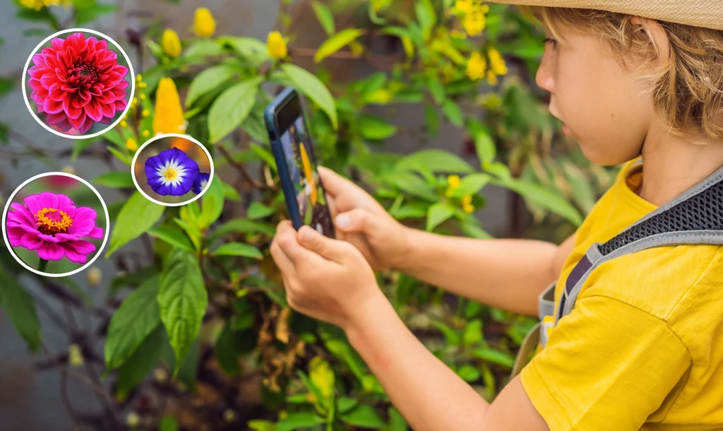 Aplikacje do rozpoznawania roślin są dostępne do pobrania na Androida i iOS-a