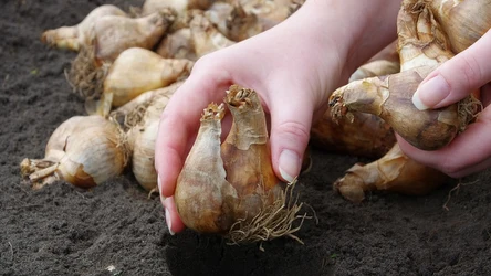 Czym posypać rabatki z tulipanami?