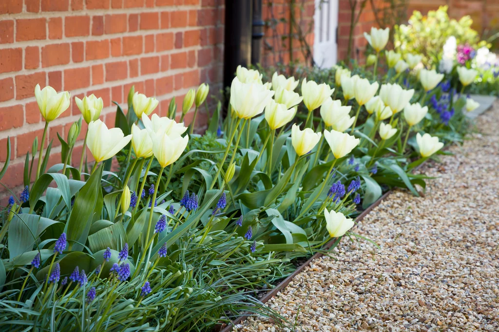 Wiosną tulipany są jedną z najpiękniejszych ozdób ogrodu. Aby zachwyciły, warto dobrze o nie zadbać