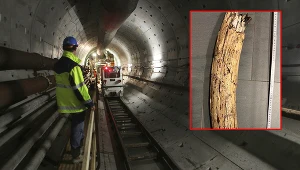 W centrum Wiednia znaleziono kieł mamuta