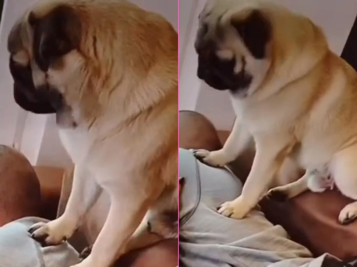 Paulina Smaszcz i pies z nietęgą miną Paulina Smaszcz i pies z nietęgą miną