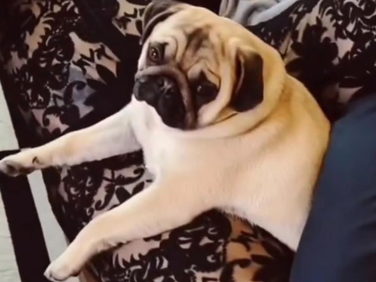 Paulina Smaszcz i pies między udami Paulina Smaszcz i pies między udami