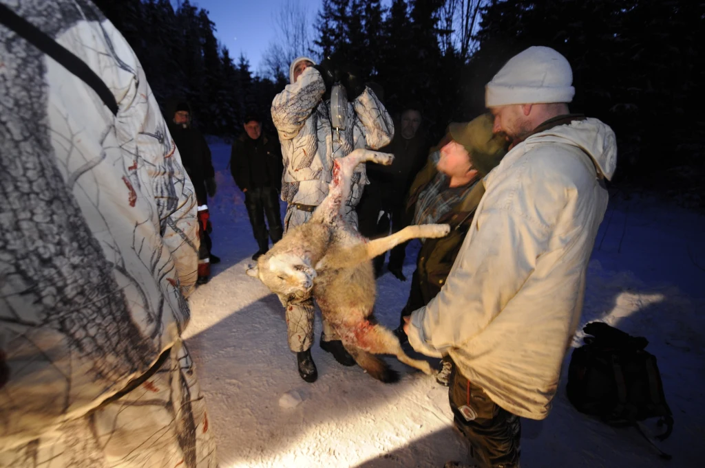 Masowy odstrzał wilków w Szwecji Masowy odstrzał wilków w Szwecji