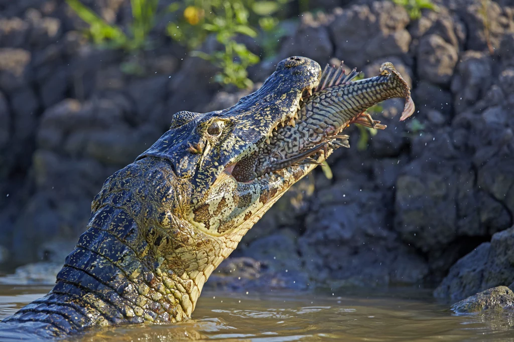 Łącząc DNA aligatora i suma, naukowcy chcą stworzyć osobniki idealne do celów hodowlanych przeznaczonych na konsumpcję