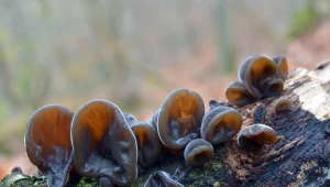 Gdzie rośnie uszak bzowy? Azjaci się nim zajadają
