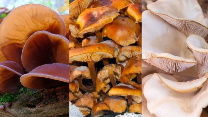 Zimowe gatunki grzybów są nie tylko bardzo smaczne ale i zdrowe 