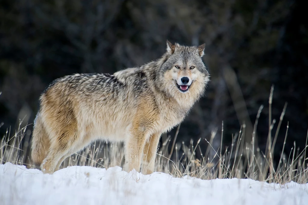 W ostatnich tygodniach pojawiły się doniesienia o rzekomym ataku wilków na Podkarpaciu. Ekolodzy apelują, aby nie ulegać dezinformacji i nie powielać mitów na temat tego zagrożonego i cennego gatunku