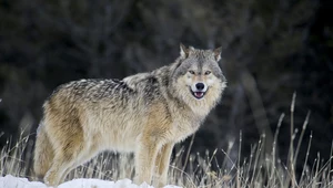 Wilki nie zaatakowały człowieka. Ekolodzy ostrzegają przed fake newsami