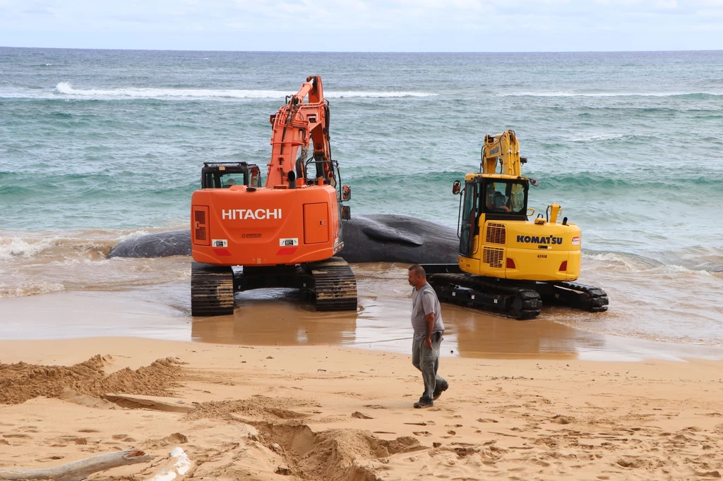 U wybrzeży znaleziono olbrzymiego martwego kaszalota. Wieloryb ważył aż 60 ton 