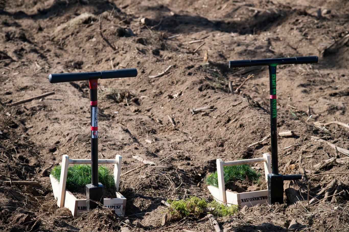 Premię zalesieniową przyznaje się za posadzenie lasu na terenach używanych wcześniej do prowadzenia działalności rolniczej Premię zalesieniową przyznaje się za posadzenie lasu na terenach używanych wcześniej do prowadzenia działalności rolniczej