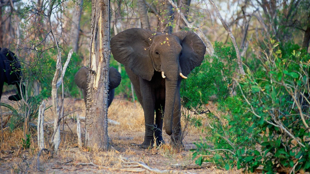 Ostatnie badania wskazują, że słonie mają niezwykle ważną rolę dla afrykańskich lasów. Dzięki tym zwierzętom drzewa pochłaniają więcej szkodliwego dwutlenku węgla, który przyczynia się do zmian klimatu