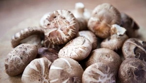Grzyby shiitake wyglądem przypominają może pieczarki, ale są o niebo zdrowsze