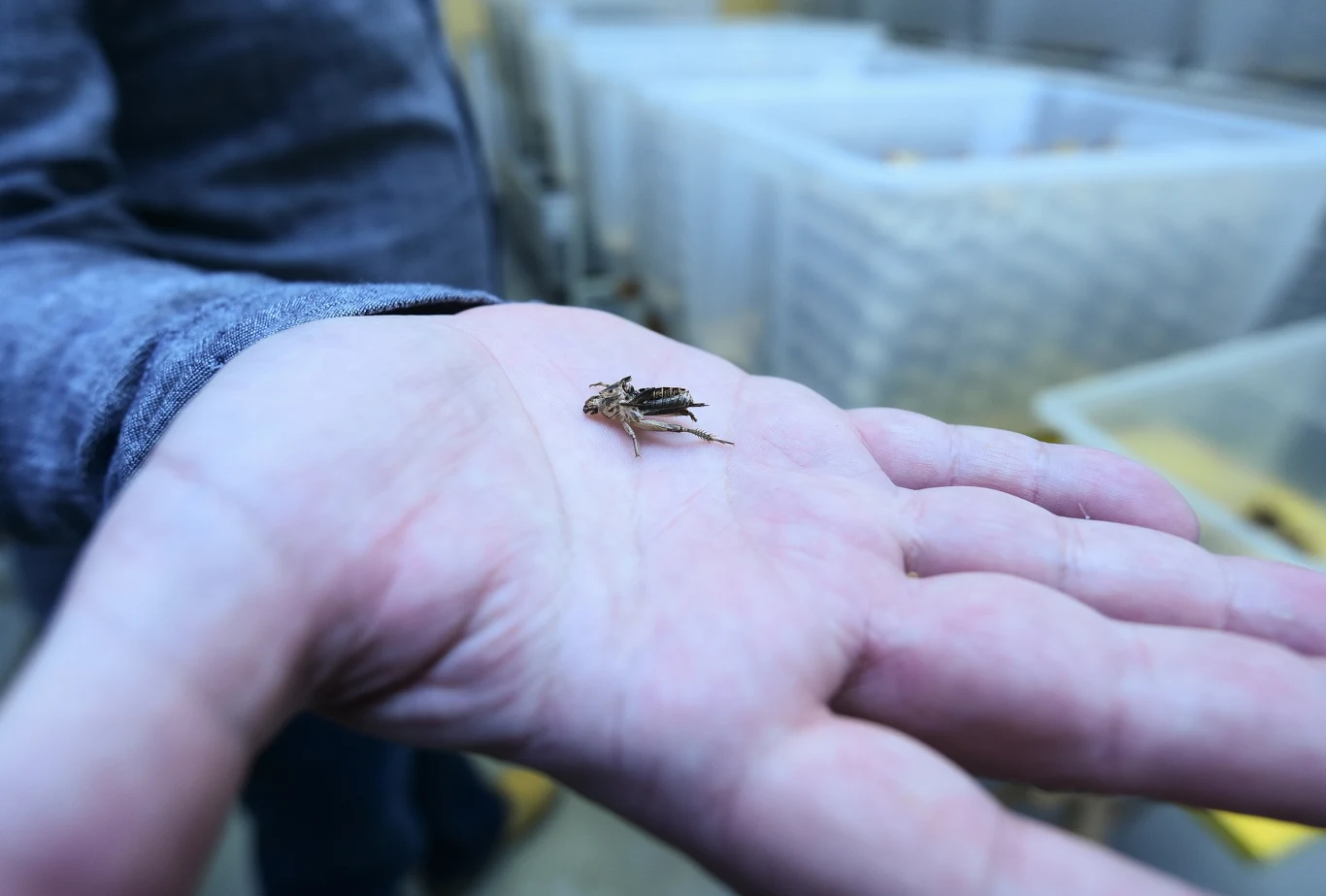 Komisja Europejska zatwierdziła jako bezpieczną żywność świerszcze domowe i larwy pleśniakowca w postaci m.in. proszku