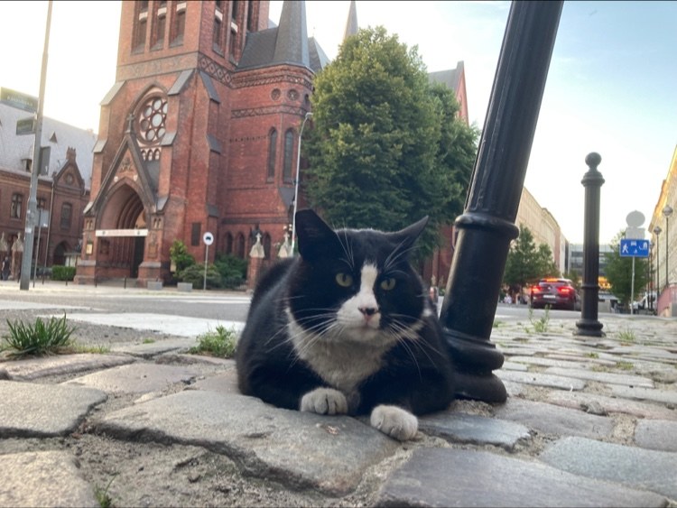 Kot Gacek jest kotem wolnożyjącym.