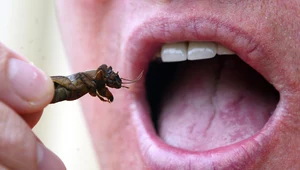 Unia Europejska zatwierdziła do sprzedaży dwa nowe jadalne insekty