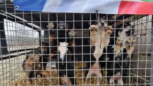 43 psy zostały odebrane ze schroniska w powiecie ostrołęckim