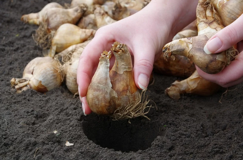 Wiosną tulipany są jedną z najpiękniejszych ozdób ogrodu