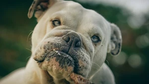 Buldogi rzuciły się najpierw na idącego z rodziną psa husky, potem na ludzi próbujących odciągnąć walczące zwierzęta