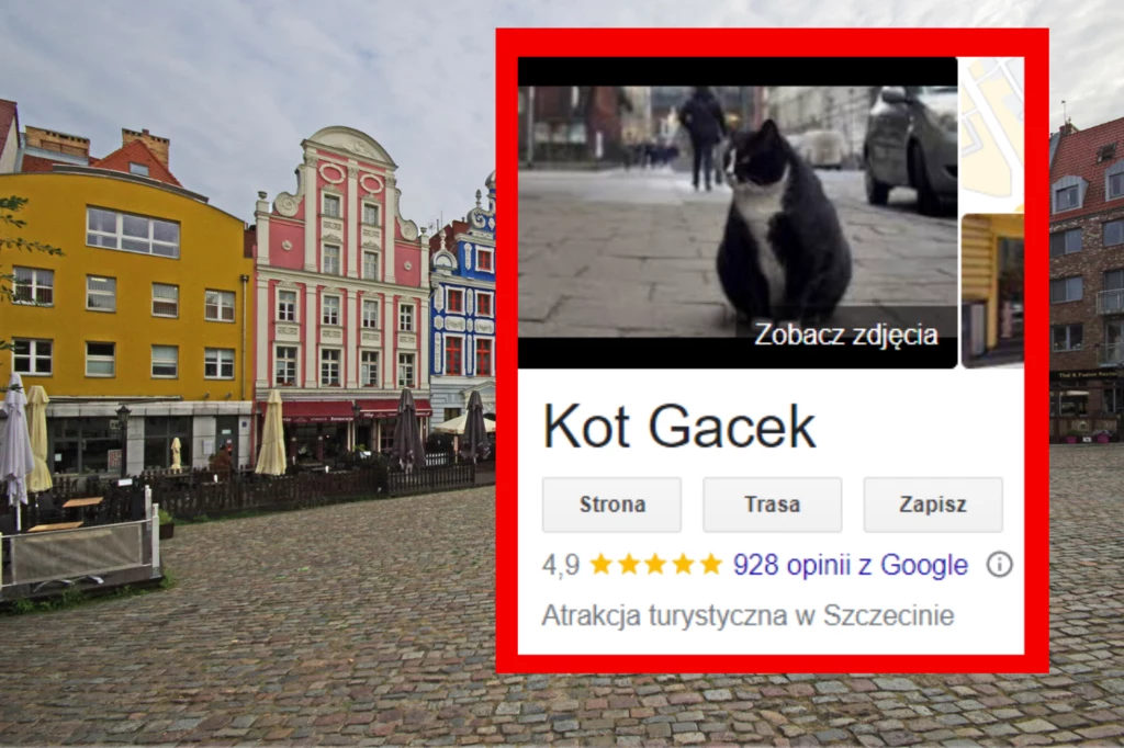Kot gacek to największa atrakcja turystyczna Szczecina