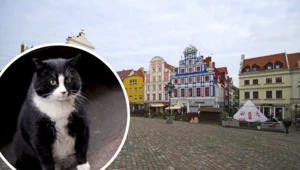 Światowe media piszą o polskim kocie. Kim jest Gacek ze Szczecina?